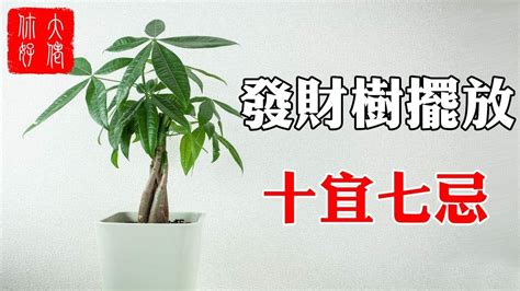 馬拉巴栗風水|發財樹的風水學「擺放禁忌、寓意、送禮」